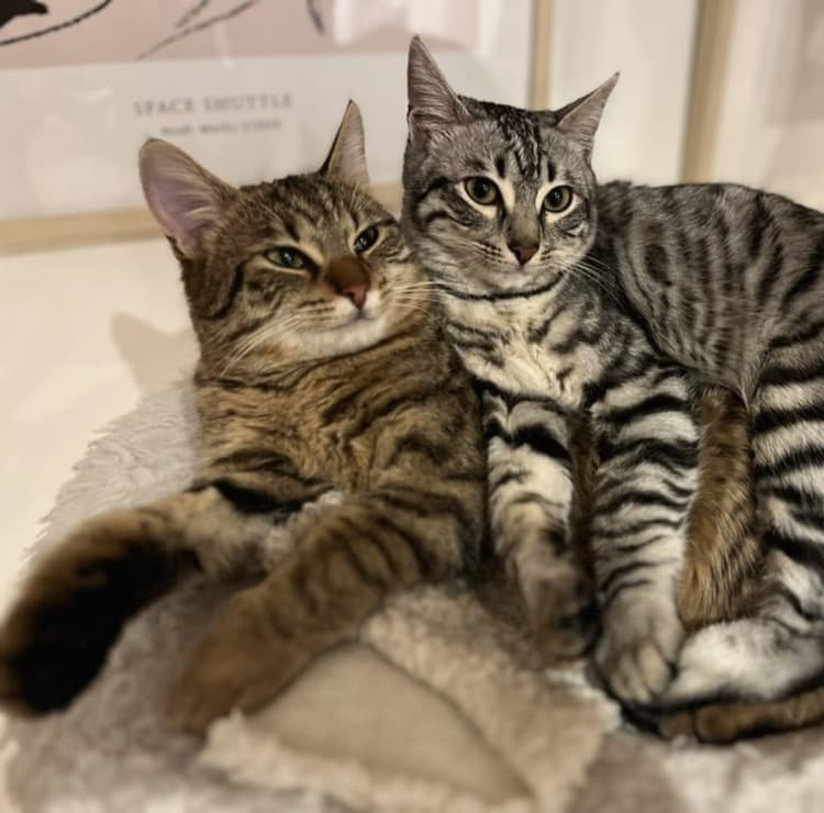 Therapiekatzen Katzakis & Tigerlilly